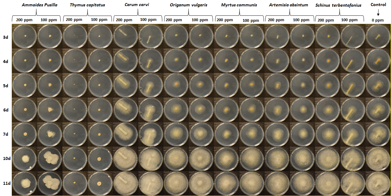 Effect of EOs on Fusarium avenaceum