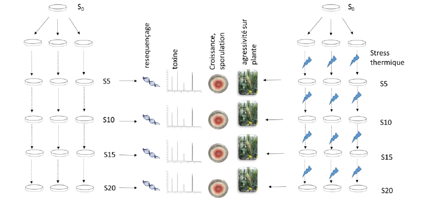 Evolution experimentale Fusarium graminearum