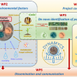 ANR project DYNAMICs