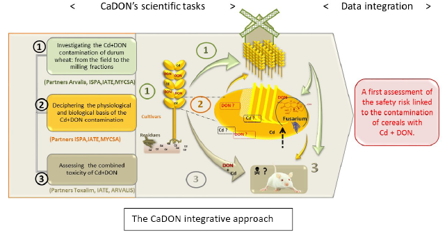 Research project ANR 2015-2019, CaDON
