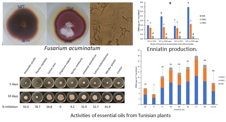 Characterization of Fusarium acuminatum: A Potential  Enniatins Producer in Tunisian Wheat