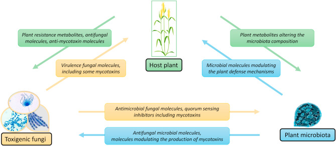 tripartite interactions: host plant - toxigenic fungus – microbiota