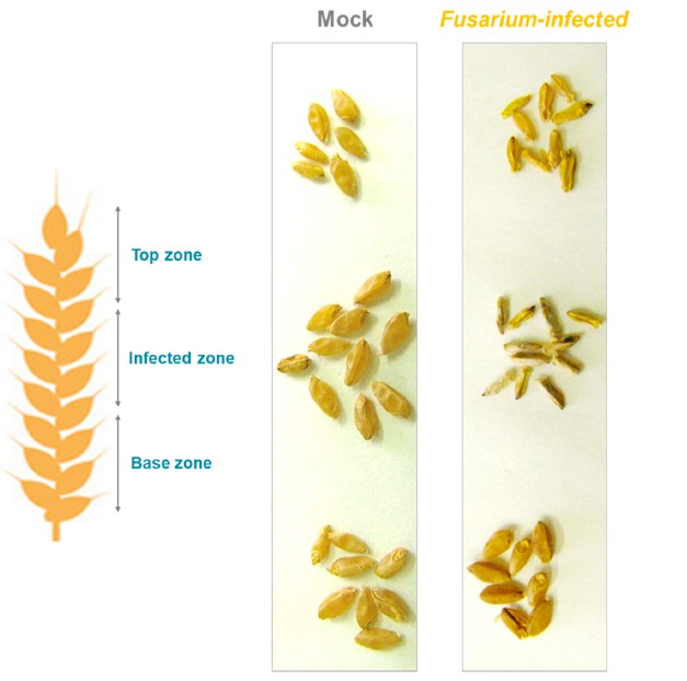 Interaction between the accumulation of cadmium and deoxynivalenol mycotoxin produced by Fusarium graminearum in durum wheat grains