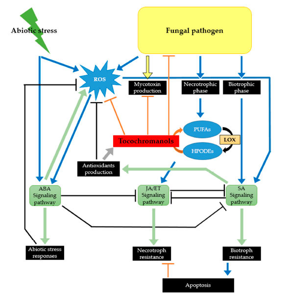 Role of tocochromanols in tolerance of cereals to biotic stresses: specific focus on pathogenic and toxigenic fungal species