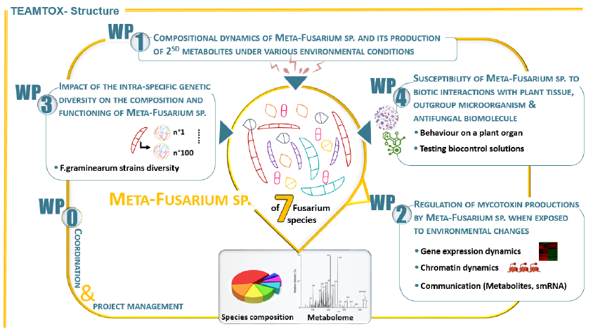 TEAMTOX: Taking a meta-view at Fusarium:  breaking habits in order to fight contaminations by mycotoxins
